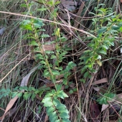 Ligustrum sinense (Narrow-leaf Privet, Chinese Privet) at Mount Majura - 10 Apr 2024 by waltraud