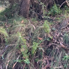 Ligustrum sinense at Mount Majura - 10 Apr 2024