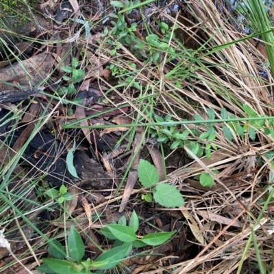 Ligustrum sinense (Narrow-leaf Privet, Chinese Privet) at Mount Majura - 9 Apr 2024 by waltraud