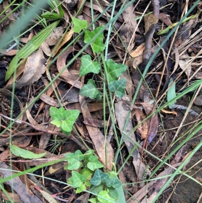 Hedera sp. (helix or hibernica) (Ivy) at Mount Majura - 9 Apr 2024 by waltraud
