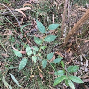 Celtis australis at Mount Majura - 10 Apr 2024