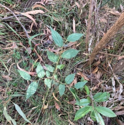 Celtis australis (Nettle Tree) at Mount Majura - 10 Apr 2024 by waltraud