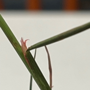 Deyeuxia sp. at Budjan Galindji (Franklin Grassland) Reserve - 28 Feb 2024