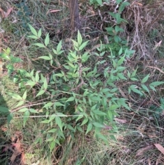 Nandina domestica (Sacred Bamboo) at Mount Majura - 10 Apr 2024 by waltraud