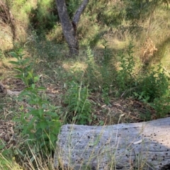 Ligustrum lucidum (Large-leaved Privet) at Mount Majura - 10 Apr 2024 by waltraud