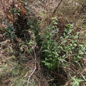 Ligustrum lucidum at Mount Majura - 10 Apr 2024 12:04 PM