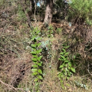 Ligustrum lucidum at Mount Majura - 10 Apr 2024 12:04 PM