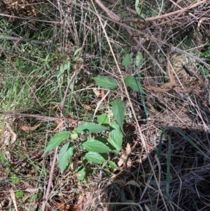 Celtis australis at Mount Majura - 10 Apr 2024