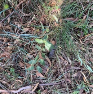 Celtis australis at Mount Majura - 10 Apr 2024