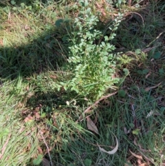 Ligustrum sinense (Narrow-leaf Privet, Chinese Privet) at Hackett, ACT - 10 Apr 2024 by waltraud
