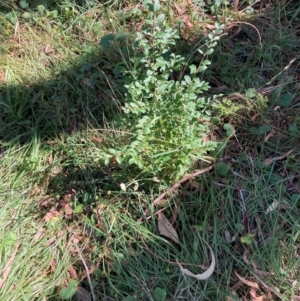 Ligustrum sinense at Mount Majura - 10 Apr 2024 12:08 PM