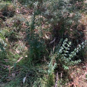 Ligustrum sinense at Mount Majura - 10 Apr 2024 12:08 PM