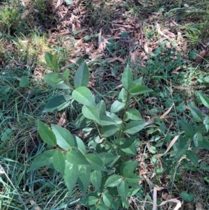 Ligustrum lucidum at Mount Majura - 10 Apr 2024