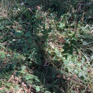 Ligustrum lucidum at Mount Majura - 10 Apr 2024