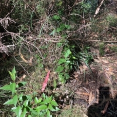 Ligustrum lucidum at Mount Majura - 10 Apr 2024