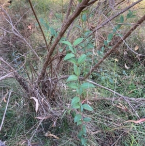 Ligustrum lucidum at Mount Majura - 10 Apr 2024