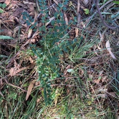 Ligustrum sinense (Narrow-leaf Privet, Chinese Privet) at Mount Majura - 10 Apr 2024 by waltraud