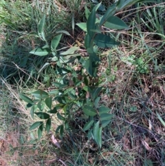 Ligustrum lucidum (Large-leaved Privet) at Hackett, ACT - 10 Apr 2024 by waltraud