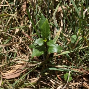 Laurus nobilis at Mount Majura - 10 Apr 2024