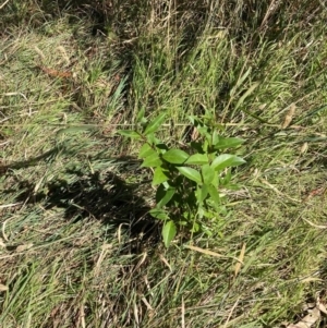 Ligustrum lucidum at Mount Majura - 10 Apr 2024 12:03 PM