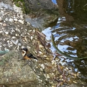 Acanthorhynchus tenuirostris at Ainslie, ACT - 14 Apr 2024