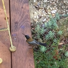 Acanthorhynchus tenuirostris at Ainslie, ACT - suppressed