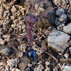 Myrmecia simillima at Kinleyside - 11 Apr 2024