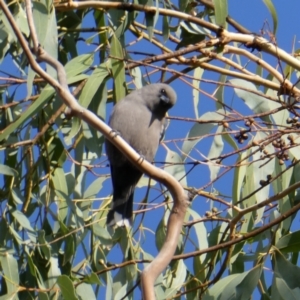 Artamus cyanopterus at QPRC LGA - 14 Apr 2024