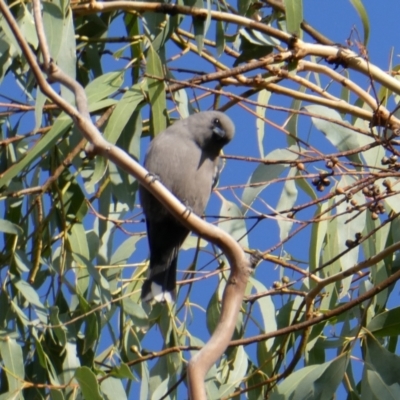 Artamus cyanopterus (Dusky Woodswallow) at Wandiyali-Environa Conservation Area - 13 Apr 2024 by Wandiyali