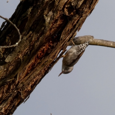 Daphoenositta chrysoptera (Varied Sittella) at Wandiyali-Environa Conservation Area - 14 Apr 2024 by Wandiyali