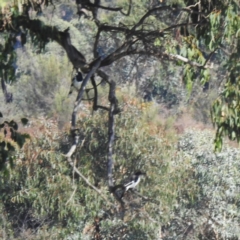 Cracticus nigrogularis (Pied Butcherbird) at Kambah, ACT - 13 Apr 2024 by HelenCross