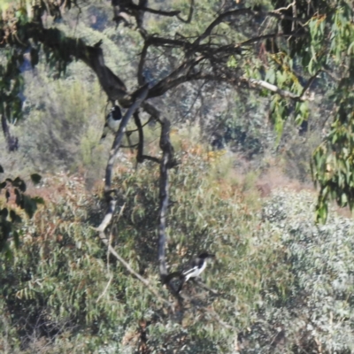 Cracticus nigrogularis (Pied Butcherbird) at Kambah, ACT - 13 Apr 2024 by HelenCross