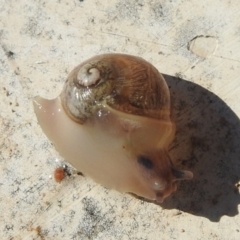 Cornu aspersum (Common Garden Snail) at Lions Youth Haven - Westwood Farm A.C.T. - 14 Apr 2024 by HelenCross