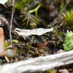 Tetrigidae (family) (Pygmy grasshopper) at Marulan, NSW - 8 Apr 2024 by RobG1