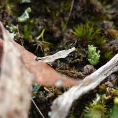 Tetrigidae (family) at Marulan, NSW - suppressed