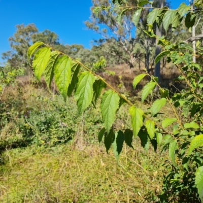 Celtis australis (Nettle Tree) at Mount Mugga Mugga - 14 Apr 2024 by Mike