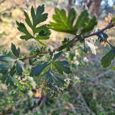 Crataegus monogyna (Hawthorn) at Mount Mugga Mugga - 14 Apr 2024 by Mike