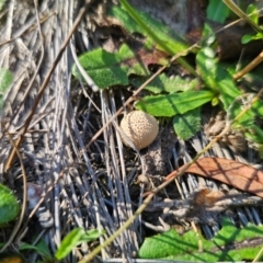 Lycoperdon sp. (Puffball) at QPRC LGA - 14 Apr 2024 by Csteele4