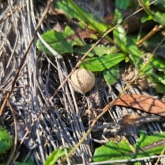 Lycoperdon sp. at QPRC LGA - 14 Apr 2024