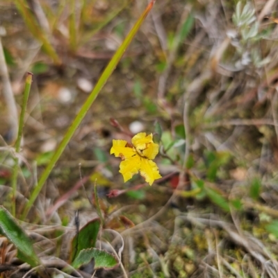 Goodenia hederacea subsp. hederacea (Ivy Goodenia, Forest Goodenia) at Breadalbane, NSW - 9 Apr 2024 by Csteele4