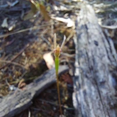 Eriochilus cucullatus (Parson's Bands) at Chiltern-Mt Pilot National Park - 13 Apr 2024 by RobCook