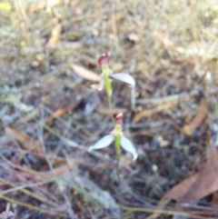Eriochilus cucullatus (Parson's Bands) at Chiltern-Mt Pilot National Park - 13 Apr 2024 by RobCook