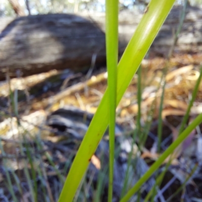 Lepidosperma laterale (Variable Sword Sedge) at Chiltern-Mt Pilot National Park - 13 Apr 2024 by RobCook