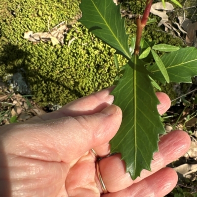 Myrsine howittiana (Brush Muttonwood) at Kangaroo Valley, NSW - 14 Apr 2024 by lbradleyKV