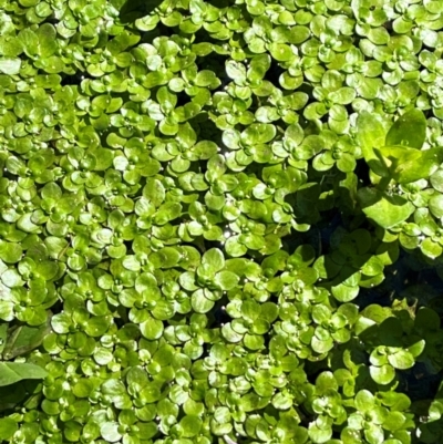 Callitriche stagnalis (Common Starwort) at QPRC LGA - 14 Apr 2024 by courtneyb