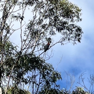 Callocephalon fimbriatum at QPRC LGA - suppressed