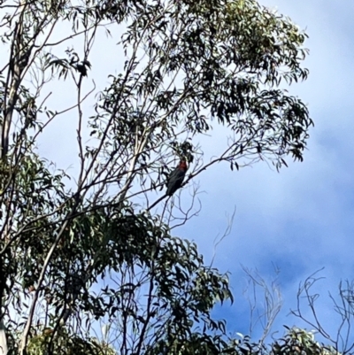 Callocephalon fimbriatum (Gang-gang Cockatoo) at QPRC LGA - 14 Apr 2024 by courtneyb