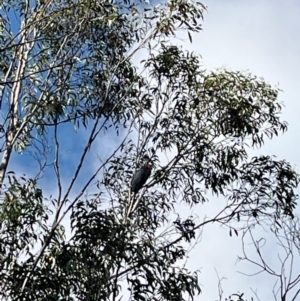 Callocephalon fimbriatum at QPRC LGA - suppressed