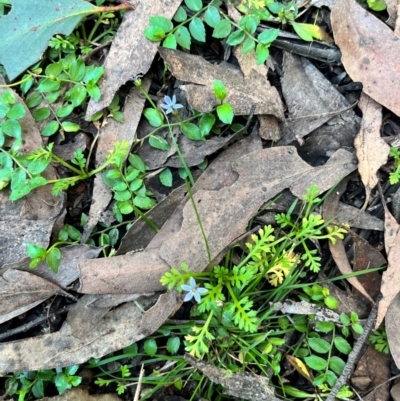 Lobelia pedunculata (Matted Pratia) at Harolds Cross, NSW - 14 Apr 2024 by courtneyb