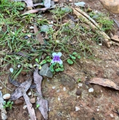 Viola hederacea (Ivy-leaved Violet) at Harolds Cross, NSW - 14 Apr 2024 by courtneyb